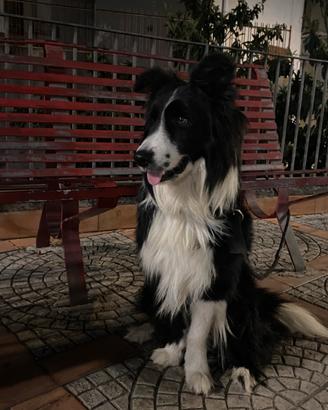 Disponibile per monta