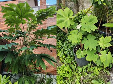 Piante esotiche e rare