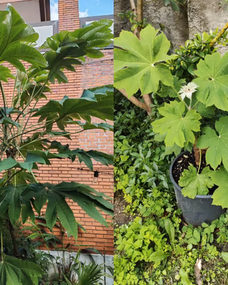 Piante esotiche e rare