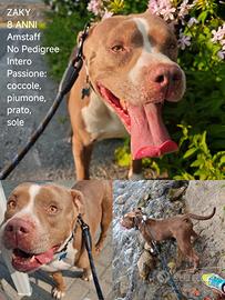 Amstaff