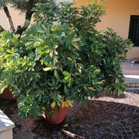 schefflera lantana camara mangiafumo e margherite