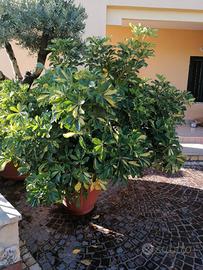 schefflera lantana camara mangiafumo e margherite