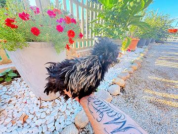 Gallo Moroseta