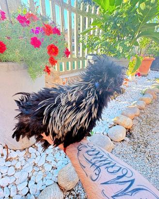 Gallo Moroseta