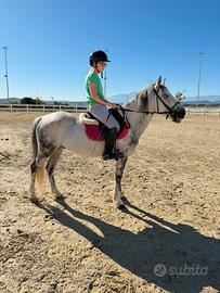 Pony castrone