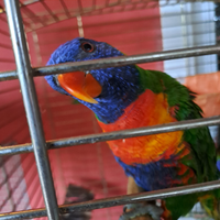 Lory arcobaleno che parla