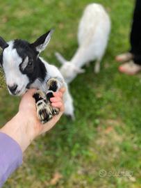 Capra nana (mignon)