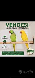 Coppia di ricci e di parrocchetti