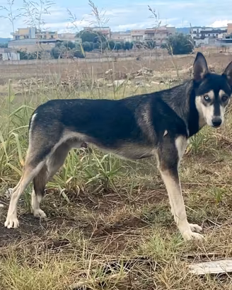 Una famiglia per Sky