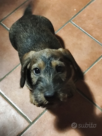 Bassotto pelo duro e corto