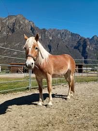 Cavalla Haflinger