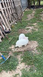 Conigli nani da compagnia