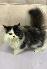 Gatto persiano
