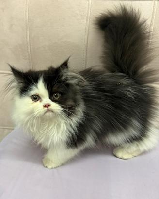 Gatto persiano