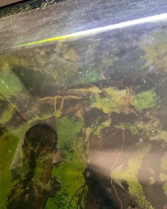 Acquario 120Lt