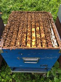 Api in arnie da 10 telaini