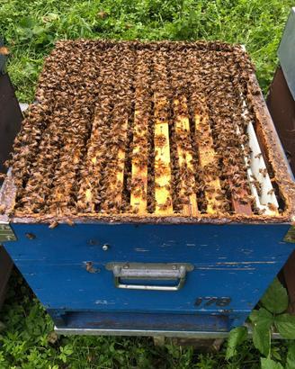 Api in arnie da 10 telaini