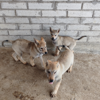 Cucciola di Cane Lupo Cecoslovacco