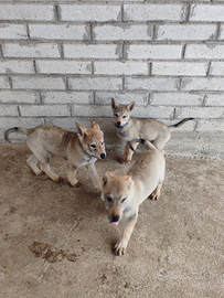 Cucciola di Cane Lupo Cecoslovacco