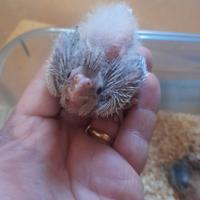 Pulli di calopsite da imbecco