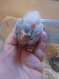 Pulli di calopsite da imbecco