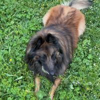 Pastore belga MASCHIO per accopppiamento