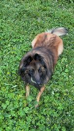 Pastore belga MASCHIO per accopppiamento