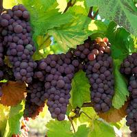 Quote vigneto Pinot Grigio