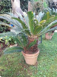 Cycas 