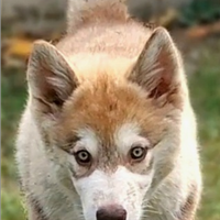 Alaskan malamute