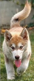 Alaskan malamute