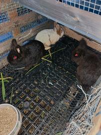 Coniglietti nani testa di Leone