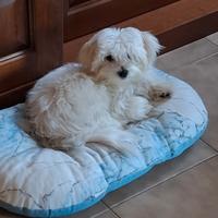 Cane Maltese