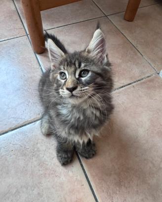Cucciola Maine Coon