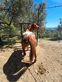 Cavalla 3 anni