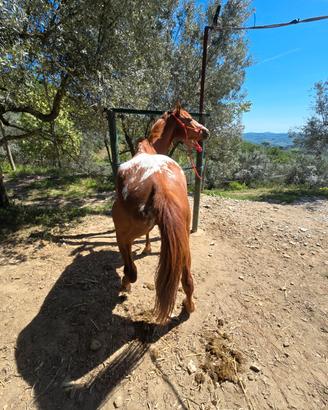 Cavalla 3 anni