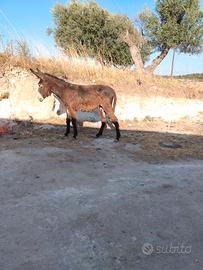 Cavallo asini