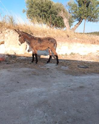 Cavallo asini
