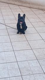 Cane 2 anni bulldog francese