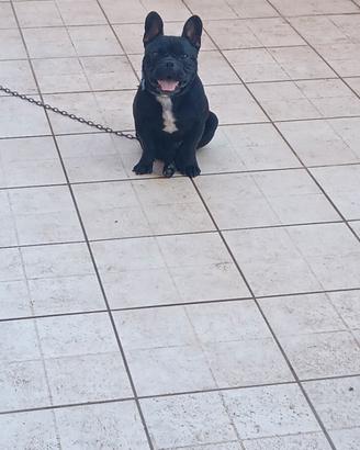 Cane 2 anni bulldog francese