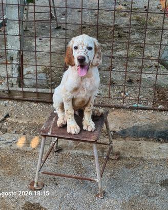 Cuccioli setter inglesi