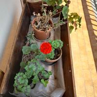 Culla 1949, Restaurata