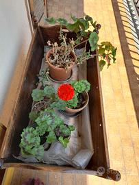 Culla 1949, Restaurata