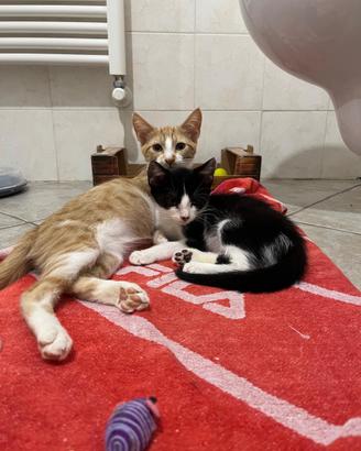 Cuccioli in adozione