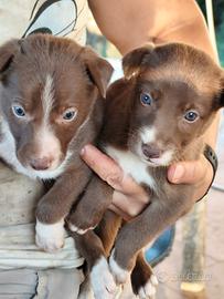 Border collie