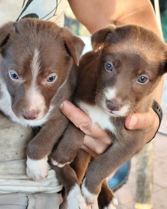 Border collie