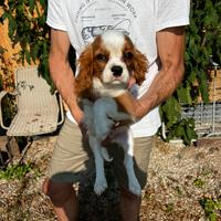 Cucciolo di Cavalier King Charles Spaniel (maschio