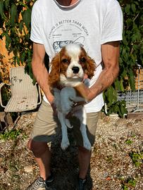Cucciolo di Cavalier King Charles Spaniel (maschio