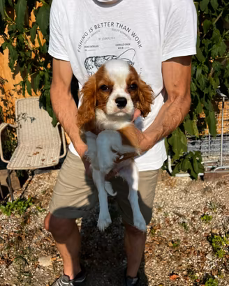 Cuccioli di Cavalier King Charles Spaniel