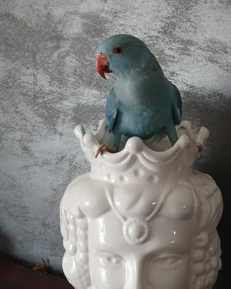 Parrocchetto blu
